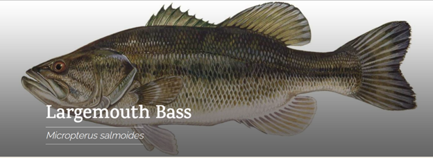 Largemouth Bass (Micropterus salmoides)