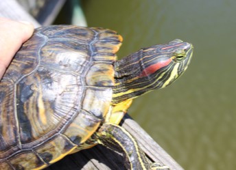 Red-Eared Slider