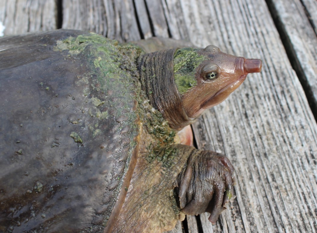 Florida Soft Shell Turtle