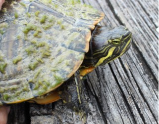 Florida Cooter