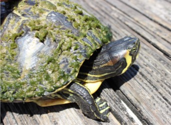 Yellow –Bellied Slider